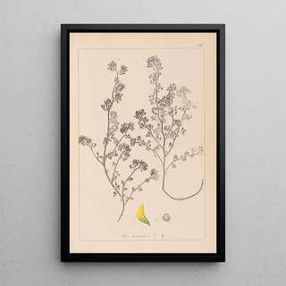 Herbier de la flore française Pl0283 - Louis Antoine Cusin — framed artwork on a wall