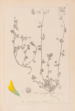Herbier de la flore française Pl0284 - Louis Antoine Cusin — artwork view