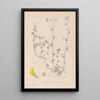 Herbier de la flore française Pl0284 - Louis Antoine Cusin — framed artwork on a wall
