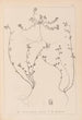 Herbier de la flore française Pl0285 - Louis Antoine Cusin — artwork view