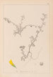 Herbier de la flore française Pl0286 - Louis Antoine Cusin — artwork view