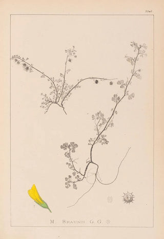 Herbier de la flore française Pl0286 - Louis Antoine Cusin — artwork view