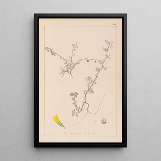 Herbier de la flore française Pl0286 - Louis Antoine Cusin — framed artwork on a wall