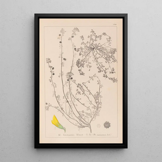 Herbier de la flore française Pl0287 - Louis Antoine Cusin — framed artwork on a wall