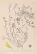 Herbier de la flore française Pl0287 - Louis Antoine Cusin — artwork view