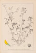 Herbier de la flore française Pl0288 - Louis Antoine Cusin — artwork view