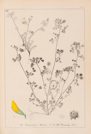 Herbier de la flore française Pl0288 - Louis Antoine Cusin — artwork view