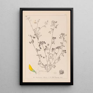 Herbier de la flore française Pl0288 - Louis Antoine Cusin — framed artwork on a wall