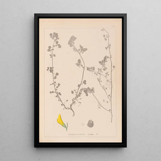 Herbier de la flore française Pl0289 - Louis Antoine Cusin — framed artwork on a wall