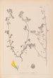 Herbier de la flore française Pl0289 - Louis Antoine Cusin — artwork view