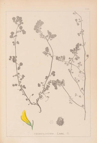 Herbier de la flore française Pl0289 - Louis Antoine Cusin — artwork view