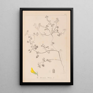 Herbier de la flore française Pl0290 - Louis Antoine Cusin — framed artwork on a wall