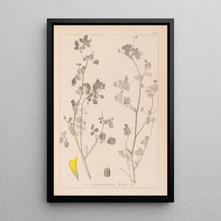 Herbier de la flore française Pl0291 - Louis Antoine Cusin — framed artwork on a wall