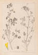 Herbier de la flore française Pl0291 - Louis Antoine Cusin — artwork view