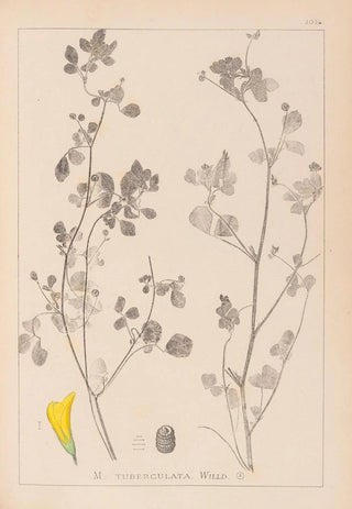 Herbier de la flore française Pl0291 - Louis Antoine Cusin — artwork view