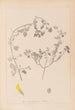 Herbier de la flore française Pl0292 - Louis Antoine Cusin — artwork view