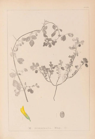 Herbier de la flore française Pl0292 - Louis Antoine Cusin — artwork view