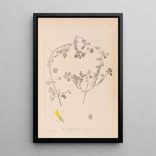 Herbier de la flore française Pl0292 - Louis Antoine Cusin — framed artwork on a wall