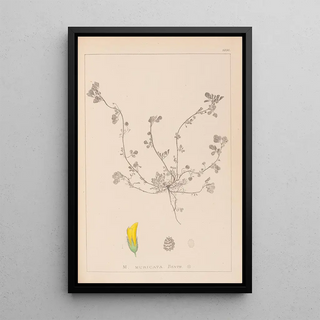 Herbier de la flore française Pl0293 - Louis Antoine Cusin — framed artwork on a wall