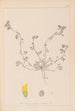 Herbier de la flore française Pl0293 - Louis Antoine Cusin — artwork view