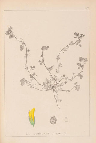 Herbier de la flore française Pl0293 - Louis Antoine Cusin — artwork view