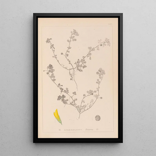 Herbier de la flore française Pl0294 - Louis Antoine Cusin — framed artwork on a wall