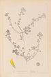 Herbier de la flore française Pl0294 - Louis Antoine Cusin — artwork view