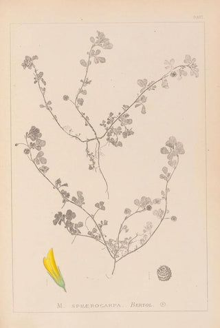 Herbier de la flore française Pl0294 - Louis Antoine Cusin — artwork view