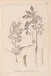 Herbier de la flore française Pl0295 - Louis Antoine Cusin — artwork view