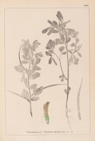 Herbier de la flore française Pl0295 - Louis Antoine Cusin — artwork view