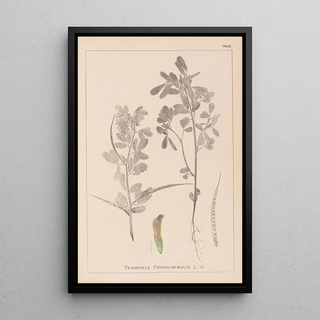 Herbier de la flore française Pl0295 - Louis Antoine Cusin — framed artwork on a wall