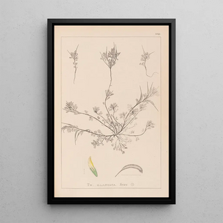 French flora herbarium painting Pl0296 - Louis Antoine Cusin — framed artwork on a wall