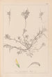 French flora herbarium painting Pl0296 - Louis Antoine Cusin — artwork view