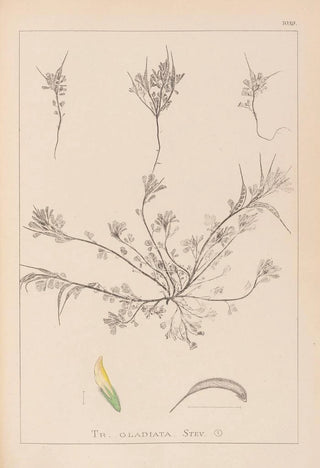 French flora herbarium painting Pl0296 - Louis Antoine Cusin — artwork view