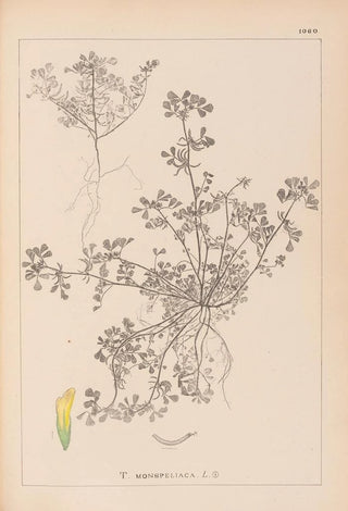 Herbier de la flore française Pl0297 - Louis Antoine Cusin — artwork view