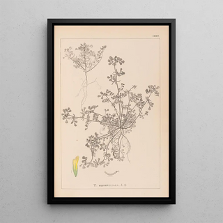 Herbier de la flore française Pl0297 - Louis Antoine Cusin — framed artwork on a wall