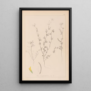 Herbier de la flore française Pl0298 - Louis Antoine Cusin — framed artwork on a wall