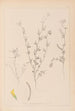Herbier de la flore française Pl0298 - Louis Antoine Cusin — artwork view