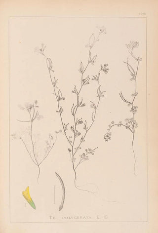 Herbier de la flore française Pl0298 - Louis Antoine Cusin — artwork view