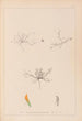 Herbier de la flore française Pl0299 - Louis Antoine Cusin — artwork view