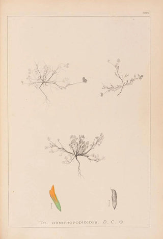 Herbier de la flore française Pl0299 - Louis Antoine Cusin — artwork view