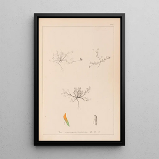 Herbier de la flore française Pl0299 - Louis Antoine Cusin — framed artwork on a wall
