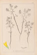 Herbier de la flore française Pl0300 - Louis Antoine Cusin — artwork view