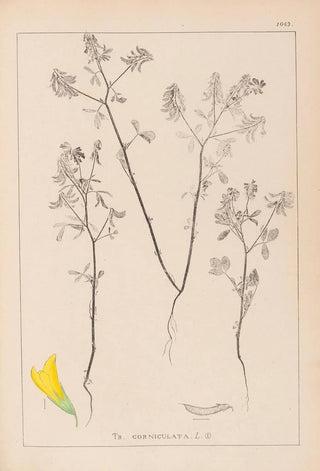 Herbier de la flore française Pl0300 - Louis Antoine Cusin — artwork view