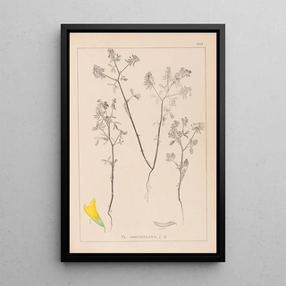Herbier de la flore française Pl0300 - Louis Antoine Cusin — framed artwork on a wall