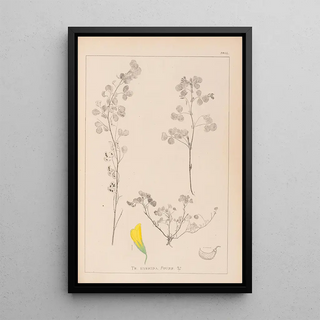 Herbier de la flore française Pl0301 - Louis Antoine Cusin — framed artwork on a wall
