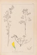 Herbier de la flore française Pl0301 - Louis Antoine Cusin — artwork view