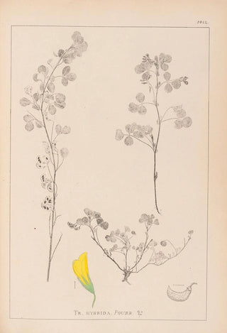 Herbier de la flore française Pl0301 - Louis Antoine Cusin — artwork view