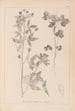 Herbier de la flore française Pl0302 - Louis Antoine Cusin — artwork view