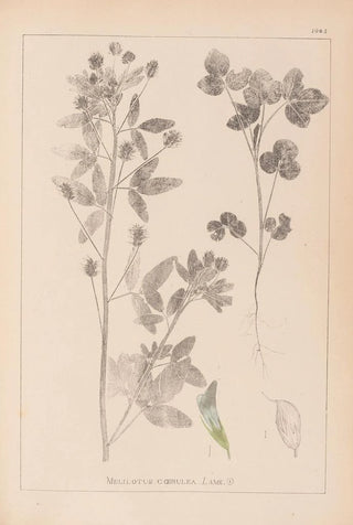 Herbier de la flore française Pl0302 - Louis Antoine Cusin — artwork view